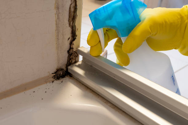 Best Toxic Mold Removal  in Arlington, NE
