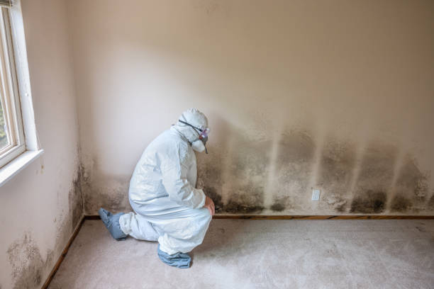 Arlington, NE Mold Removal Company