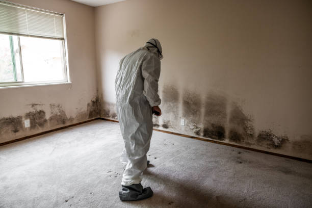 Best Attic Mold Removal  in Arlington, NE