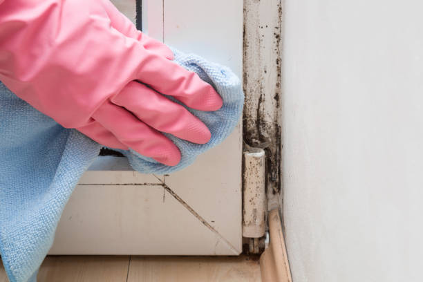 Best Residential Mold Removal  in Arlington, NE