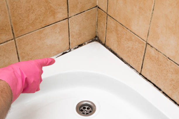 Best Mold Damage Repair  in Arlington, NE