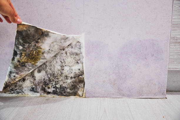 Best Certified Mold Removal  in Arlington, NE